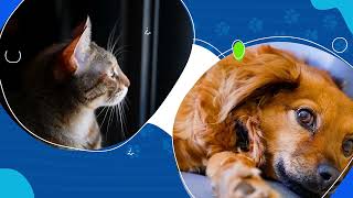clinica veterinaria manquemapu purranque