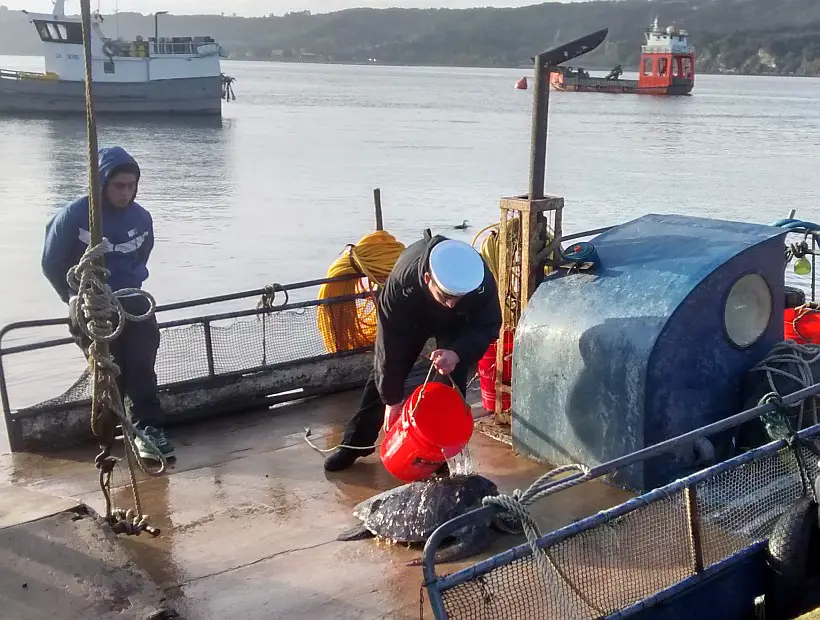 ferreteria chiloe antofagasta