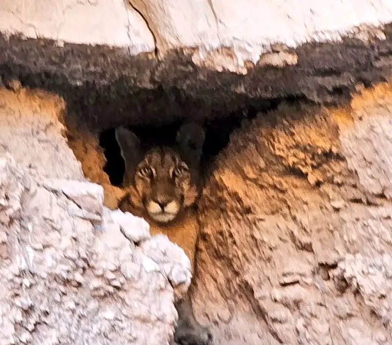 ferreteria el puma antofagasta