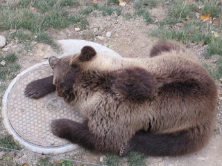 ferreteria grizzly santiago