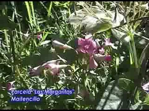 parcela las margaritas maitencillo