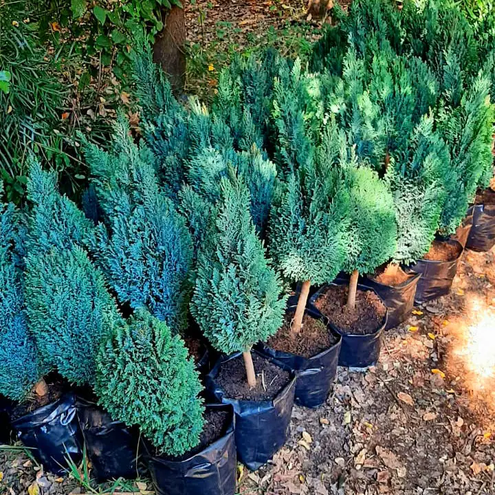 pino azul nueva tolten