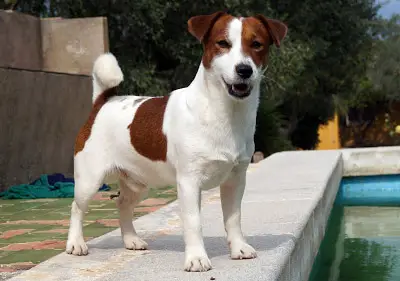 russell tripallan e hijos limitada cerrillos