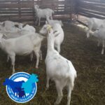 selpak chile las cabras